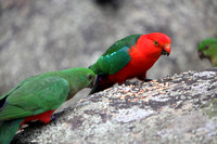 King Parrots (Male & Female)
