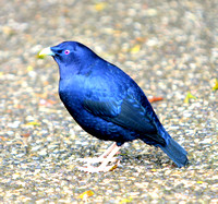 Satin Bowerbird (Male)
