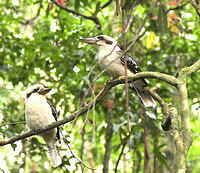 Kookaburra Pair